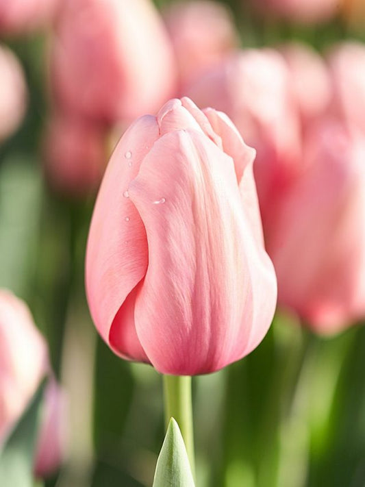 Tulpen Salmon impression