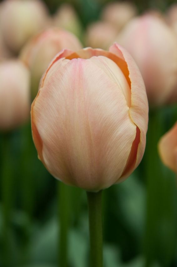 Tulpe 'Salmon Van Eijk' - 25 Stück