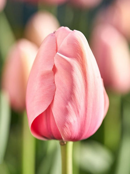 Tulipa 'Salmon Impression' - Tulpe