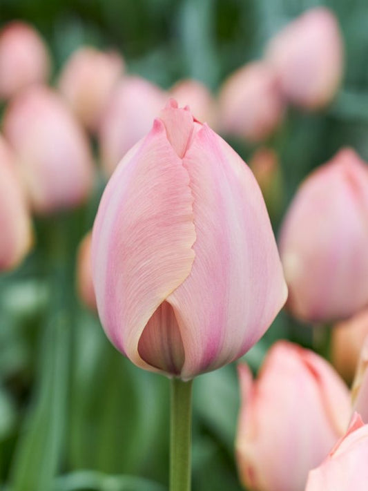 Tulpen Salmon van eijk