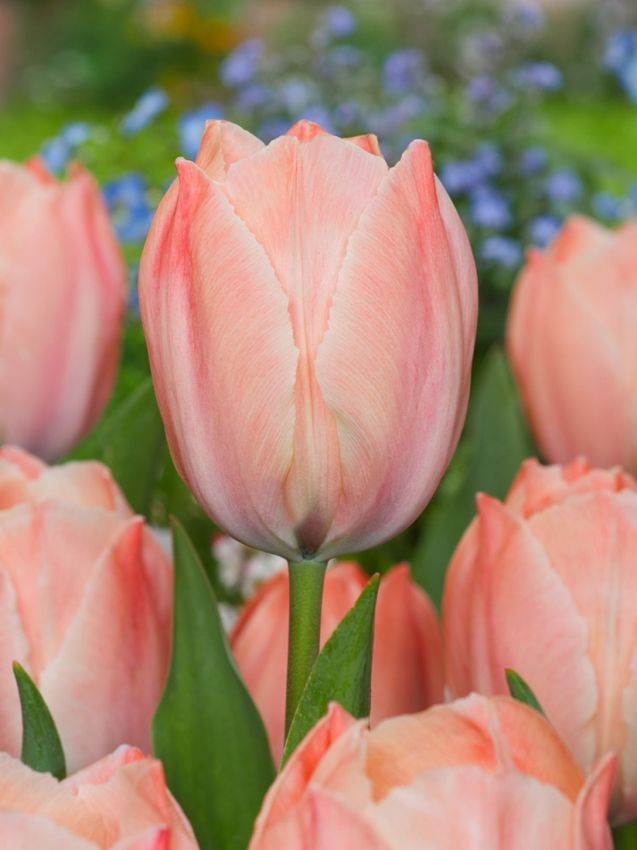 Tulpe 'Salmon Van Eijk' - 25 Stück