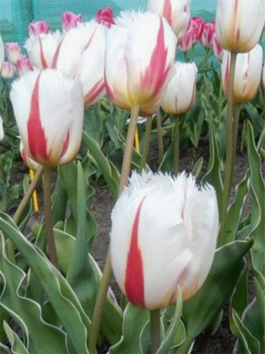 Tulpen Salsa