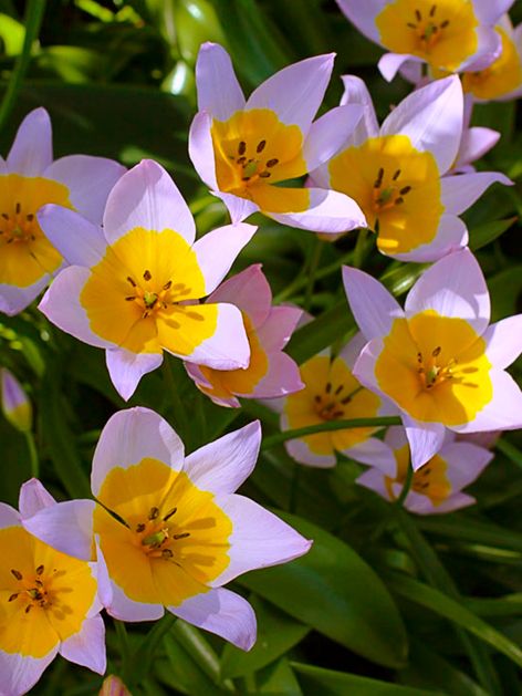Tulpen Saxatilis