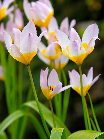 Tulpe 'Saxatilis' - 50 Stück