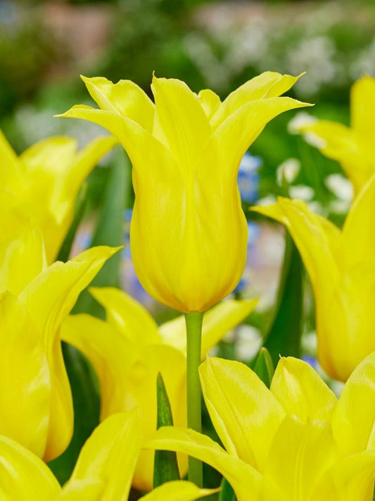 Tulpen Schiedam