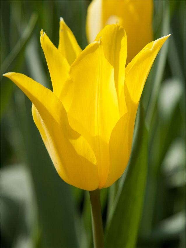 Tulpe 'Schiedam' - 25 Stück