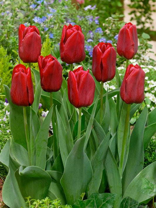 Tulpen Seadov