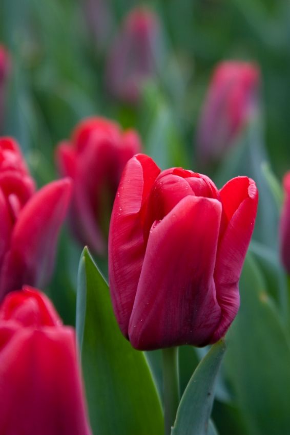 Tulpe 'Seadov' - 25 Stück