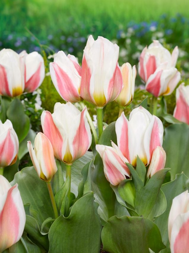 Tulpen Serano