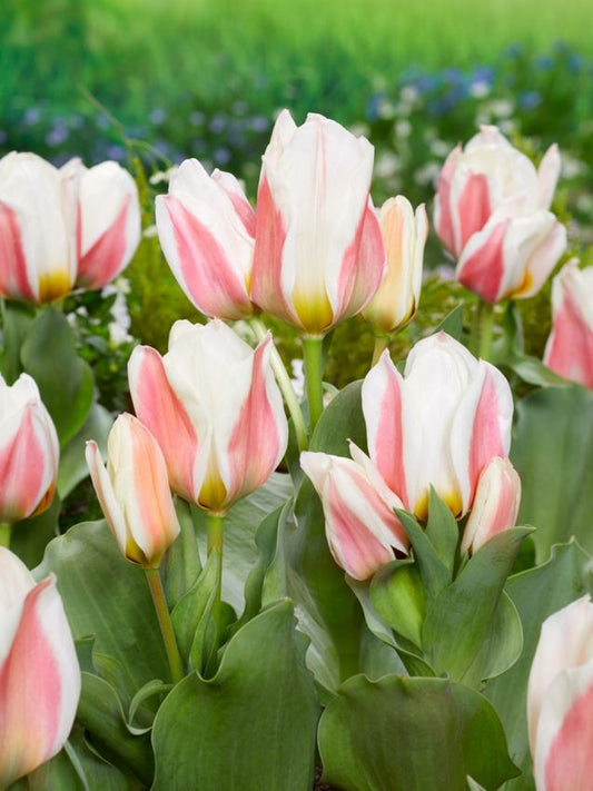 Tulpen Serano