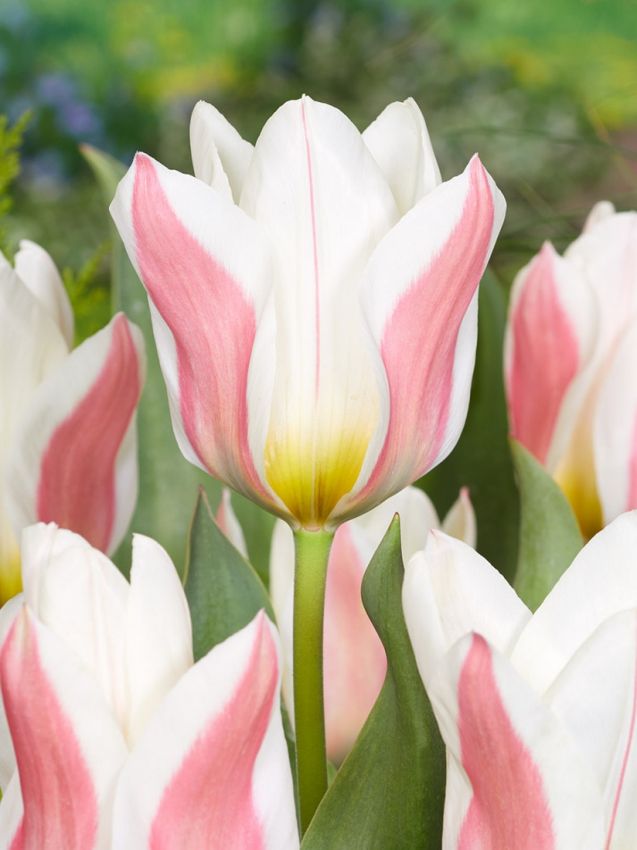 Tulpe 'Serano' - 20 Stück