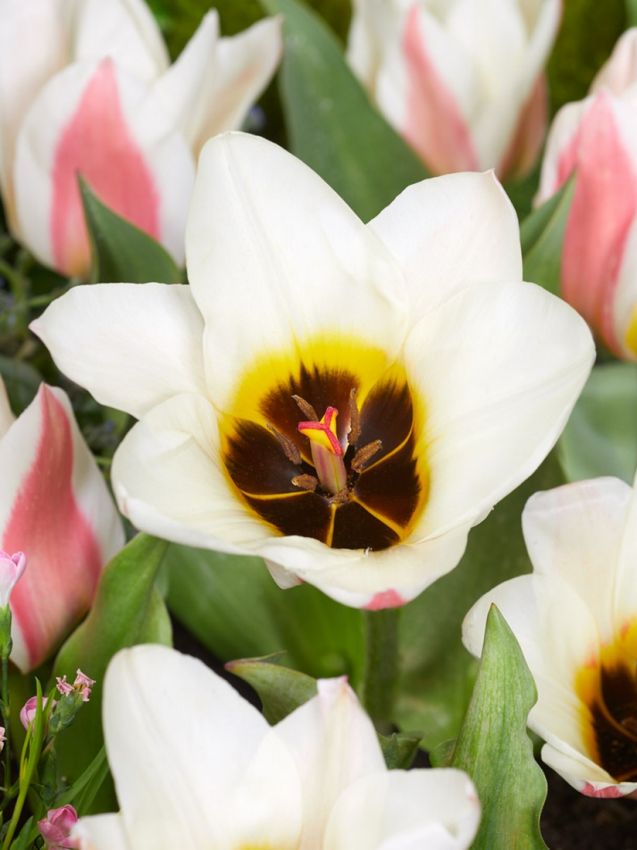 Tulpe 'Serano' - 20 Stück