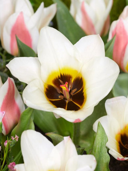 Tulpe 'Serano' - 20 Stück