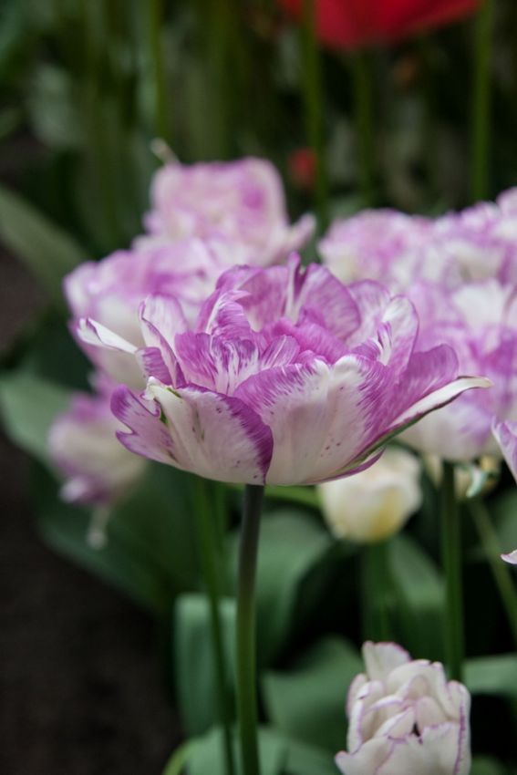 Tulipa 'Double Shirley' - Tulpe