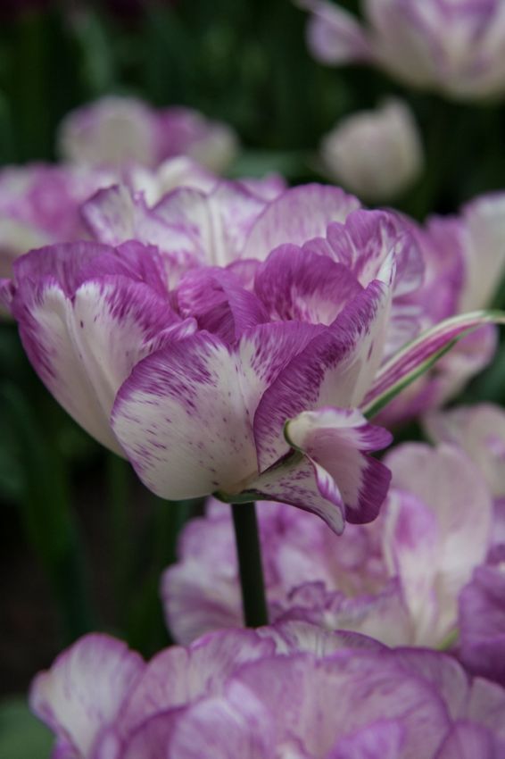 Tulipa 'Double Shirley' - Tulpe