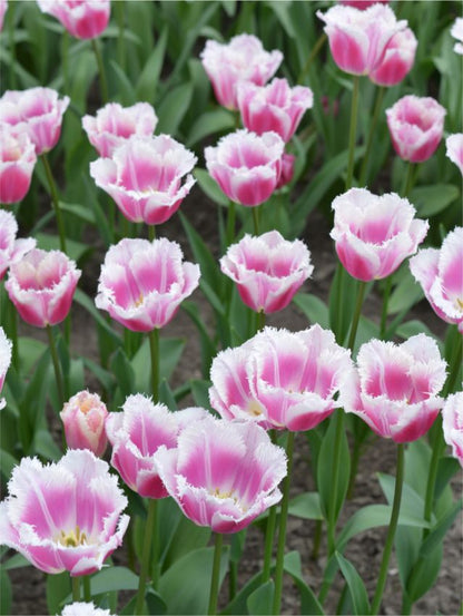 Tulpe 'Siesta R' - 25 Stück