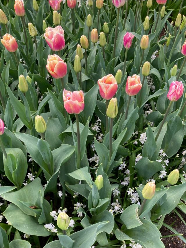 Tulpe 'Siesta R' - 25 Stück