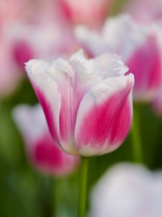 Tulpen Siesta (r)