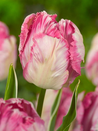 Tulpe 'Silver Parrot' - 10 Stück