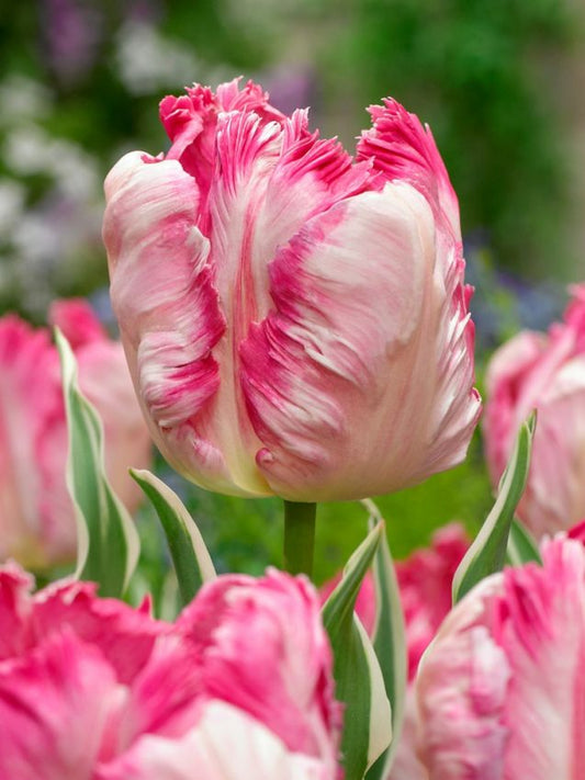 Tulpen Silver parrot