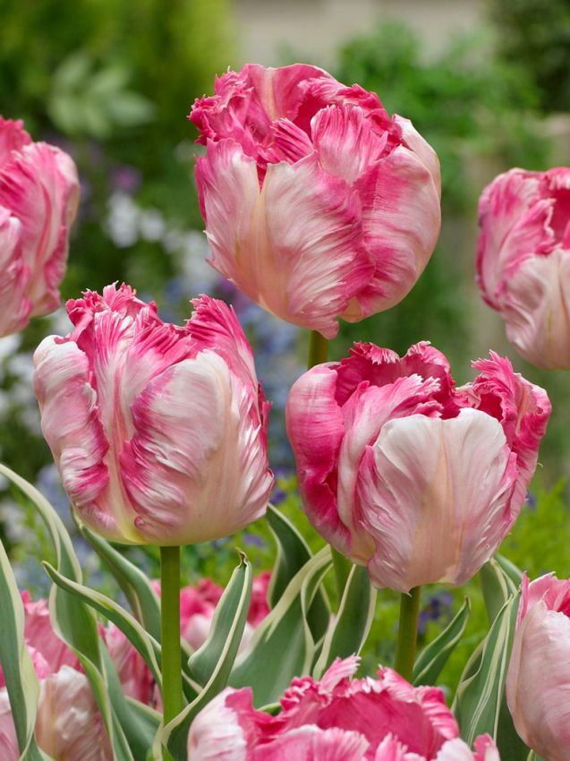 Tulpe 'Silver Parrot' - 10 Stück