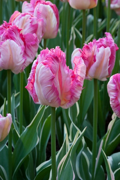 Tulpe 'Silver Parrot' - 10 Stück