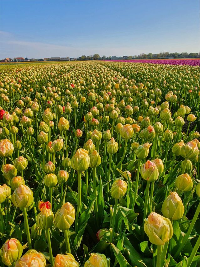 Tulpe 'Sprinkle Dip' - 20 Stück