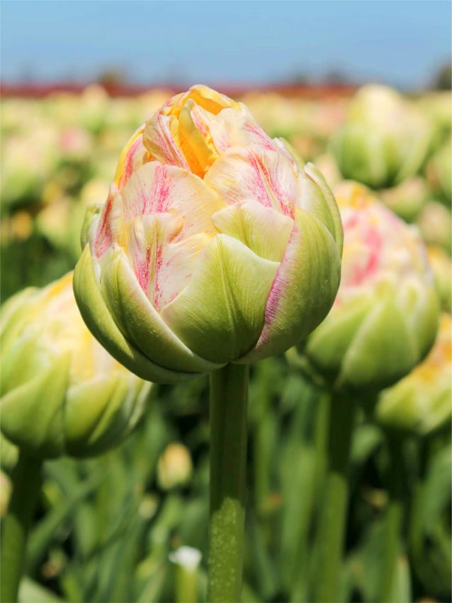 Tulpe 'Sprinkle Dip' - 20 Stück