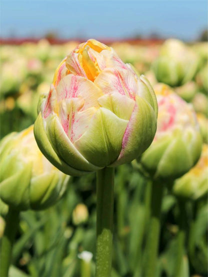 Tulpe 'Sprinkle Dip' - 20 Stück