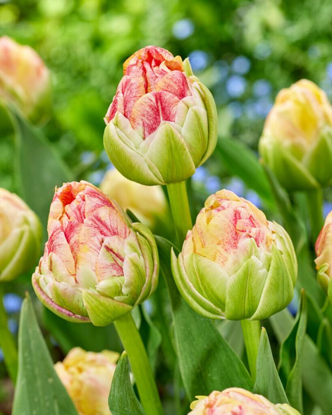 Tulpen Sprinkle dip