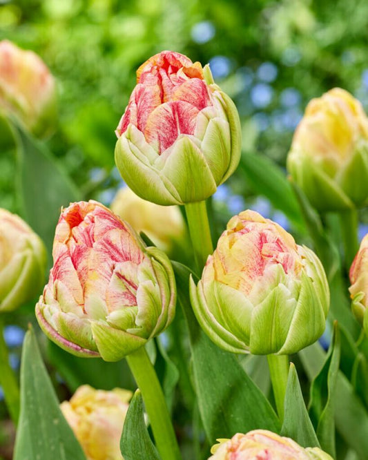 Tulpen Sprinkle dip