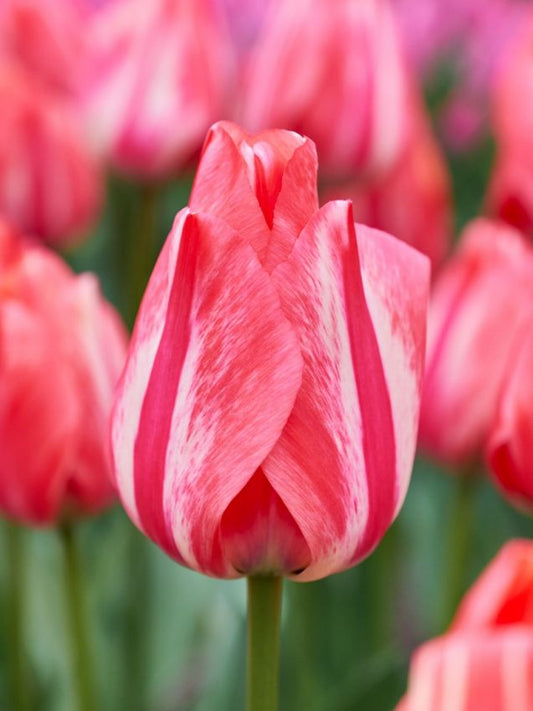 Tulpen Spryng break