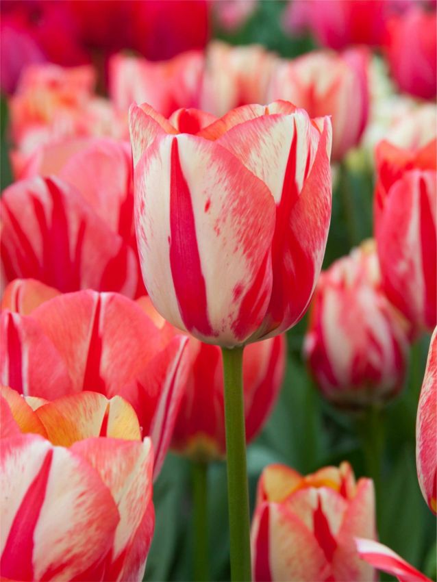 Tulpe 'Spryng Break' - 15 Stück