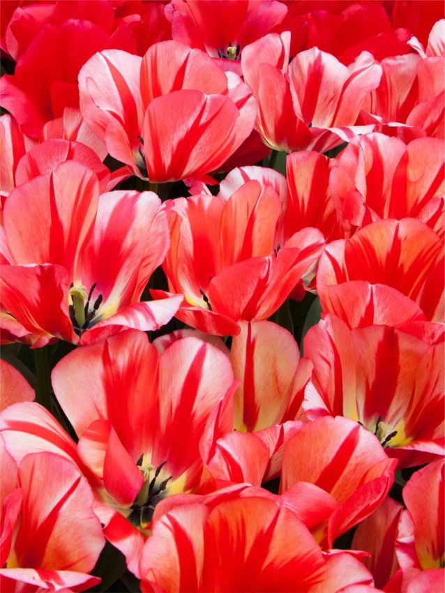 Tulpe 'Spryng Break' - 15 Stück