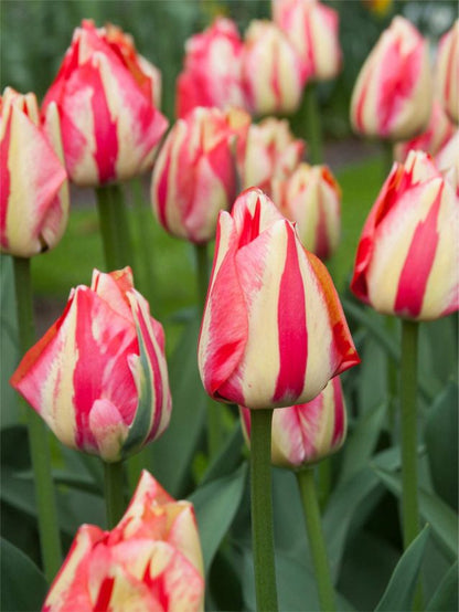 Tulpe 'Spryng Break' - 15 Stück