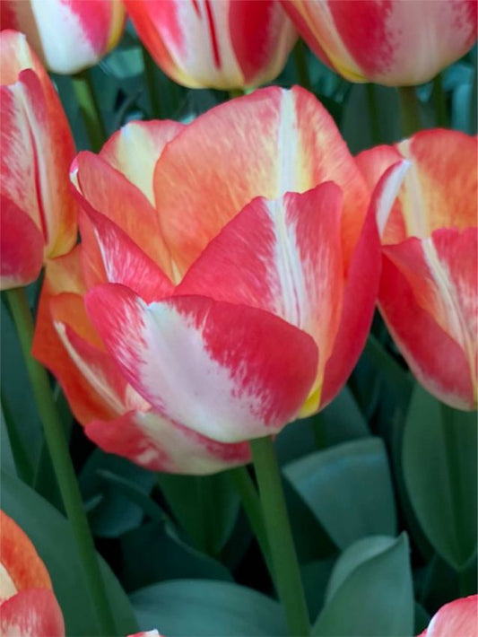Tulpen Spryng sunrise