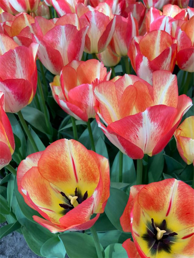 Tulpe 'Spryng Sunrise' - 25 Stück