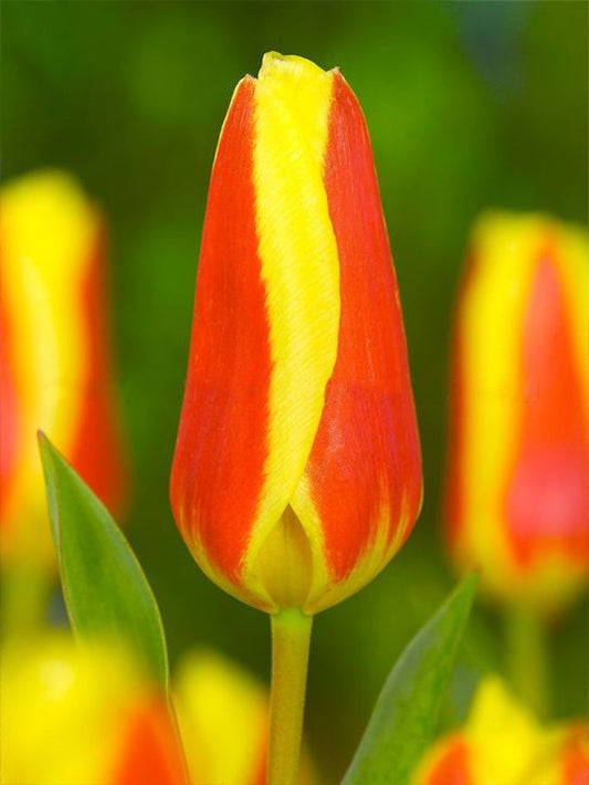 Tulpen Stresa