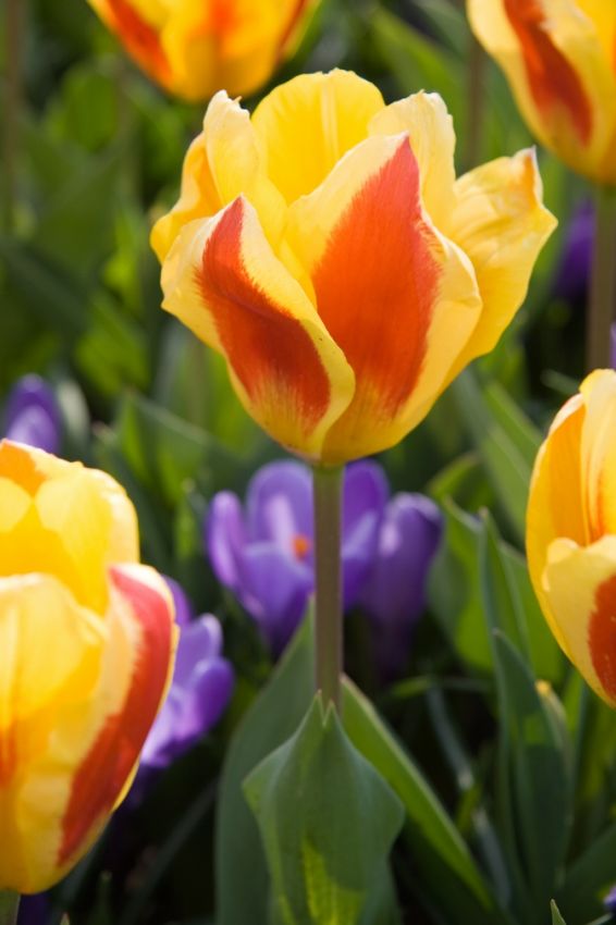 Tulpe 'Stresa' - 25 Stück