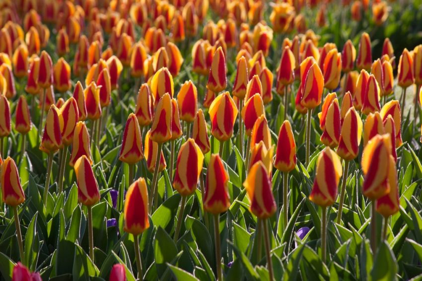 Tulpe 'Stresa' - 25 Stück