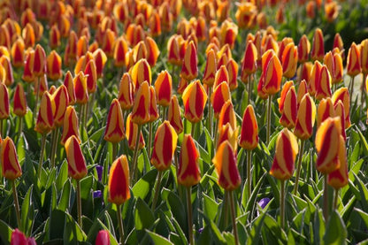 Tulpe 'Stresa' - 25 Stück