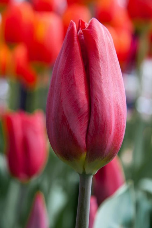 Tulpen Strong love