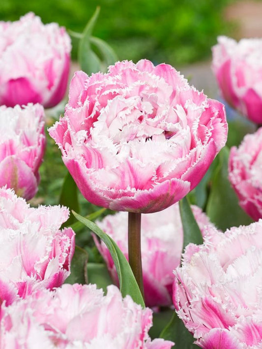 Tulpen Sugar crystal