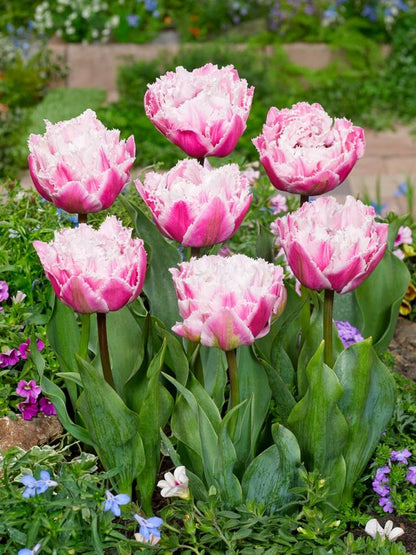 Tulpe 'Sugar Crystal' - 24 Stück