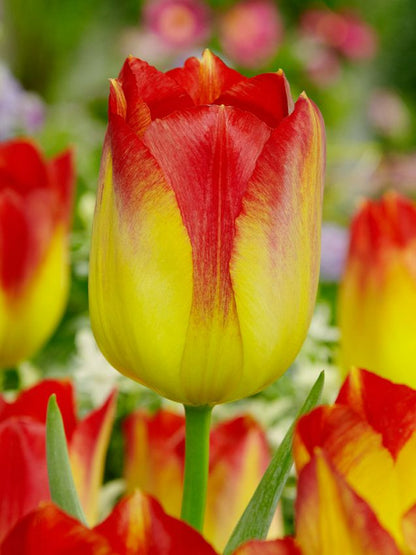 Tulpen Suncatcher