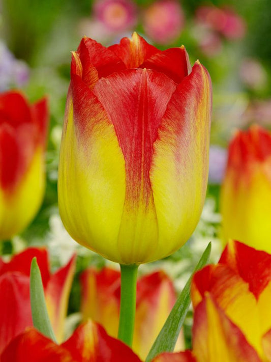 Tulpen Suncatcher