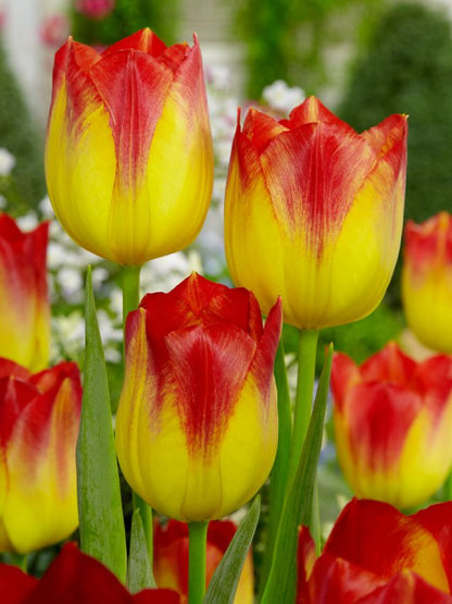 Tulpe 'Suncatcher' - 15 Stück