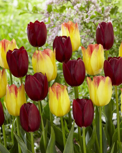 Tulpe 'Suncatcher' - 15 Stück