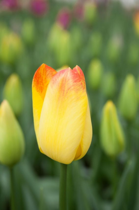 Tulpe 'Suncatcher' - 15 Stück