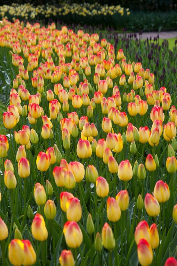 Tulpe 'Suncatcher' - 15 Stück